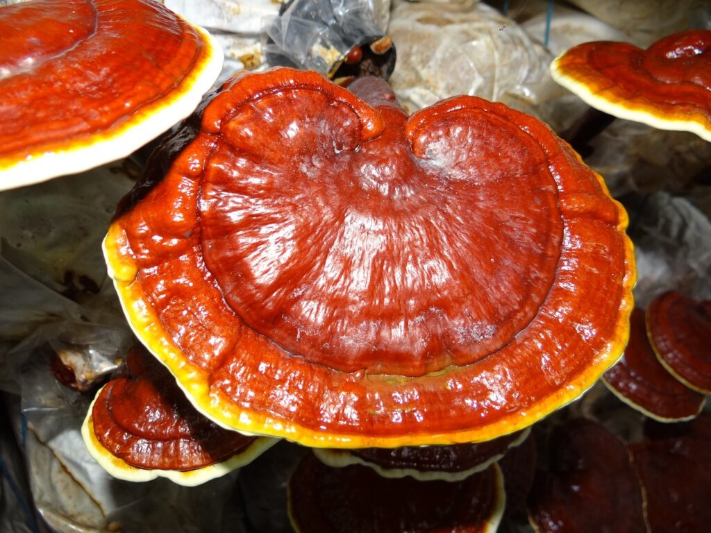 ganoderma, medicinal mushrooms, lingzhi mushroom-1829862.jpg